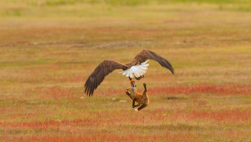 Битва орлана и лисы в воздухе за добычу