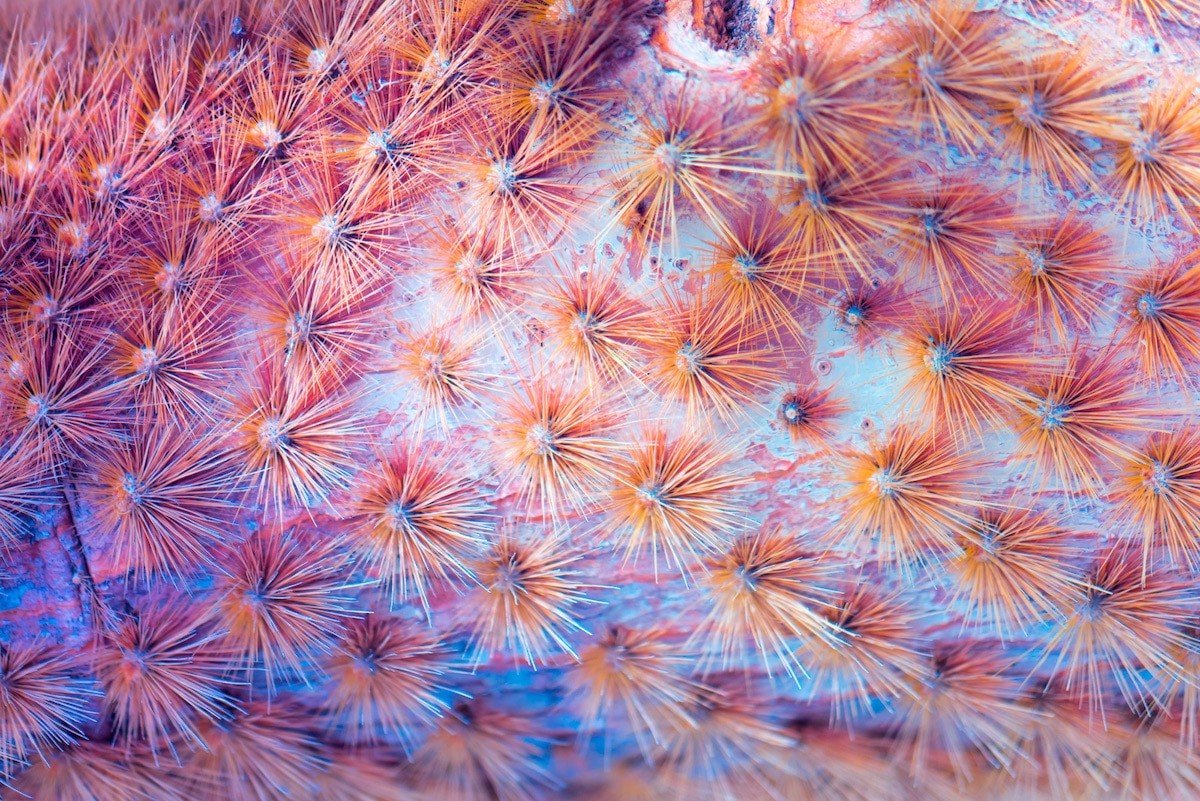 Инфракрасные макрофотографии растений Канарских островов