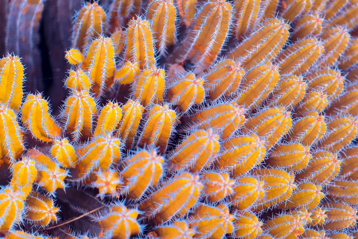 Инфракрасные макрофотографии растений Канарских островов