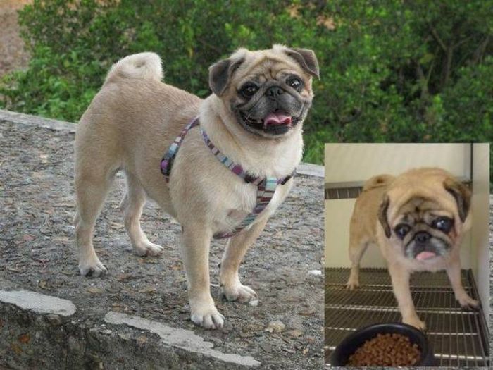 Преображение животных: до и после