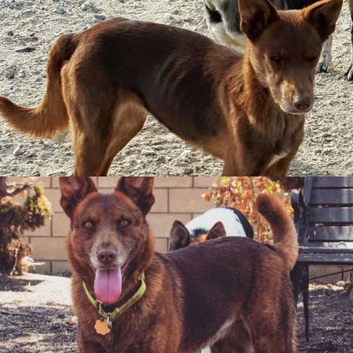 Преображение животных: до и после