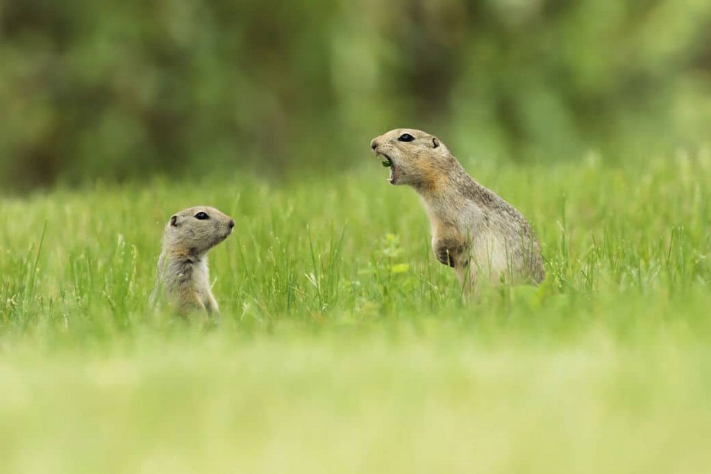 Забавные животные на снимках фотоконкурса Comedy Wildlife Photography Awards 2018