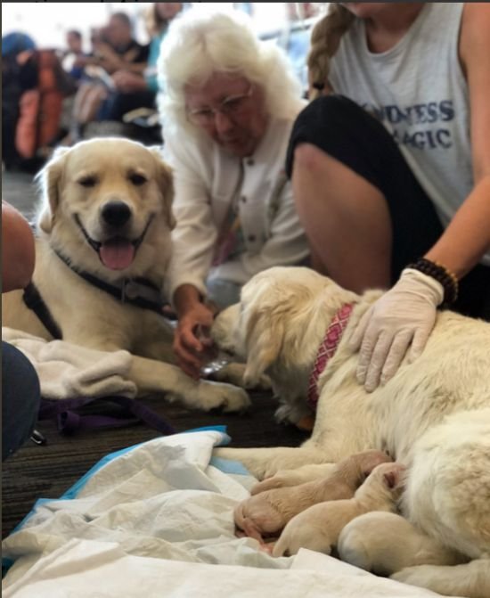 Собака-поводырь родила 8 щенков в аэропорту