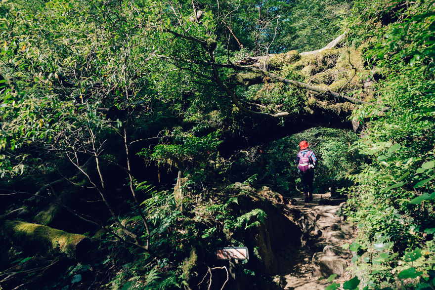 Древние леса острова Якусима на снимках Юичи Йокота