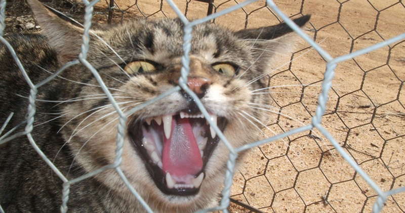 Зачем австралийцам забор против кошек