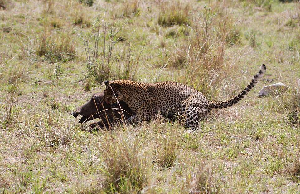 Кадры охоты беременной самки леопарда на бородавочника