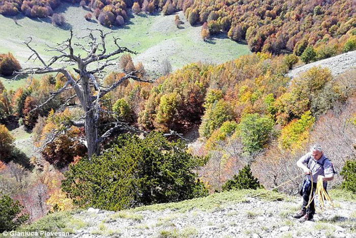 Как выглядит самое старое дерево в Европе