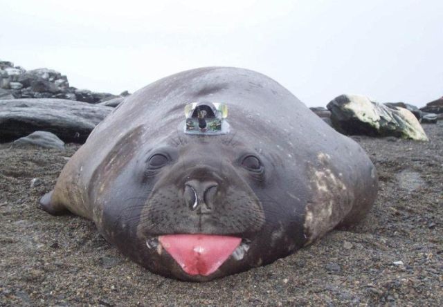 Тюлени и морские слоны добывают ученым информацию