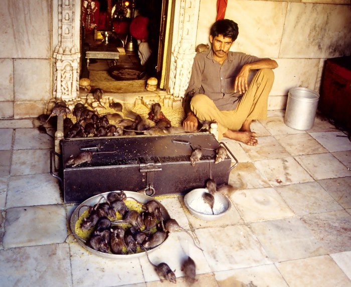 Индийский храм Карни Мата, где поклоняются живым крысам