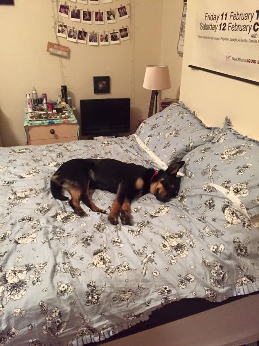 Собаки улеглись и спят в кроватях своих хозяев