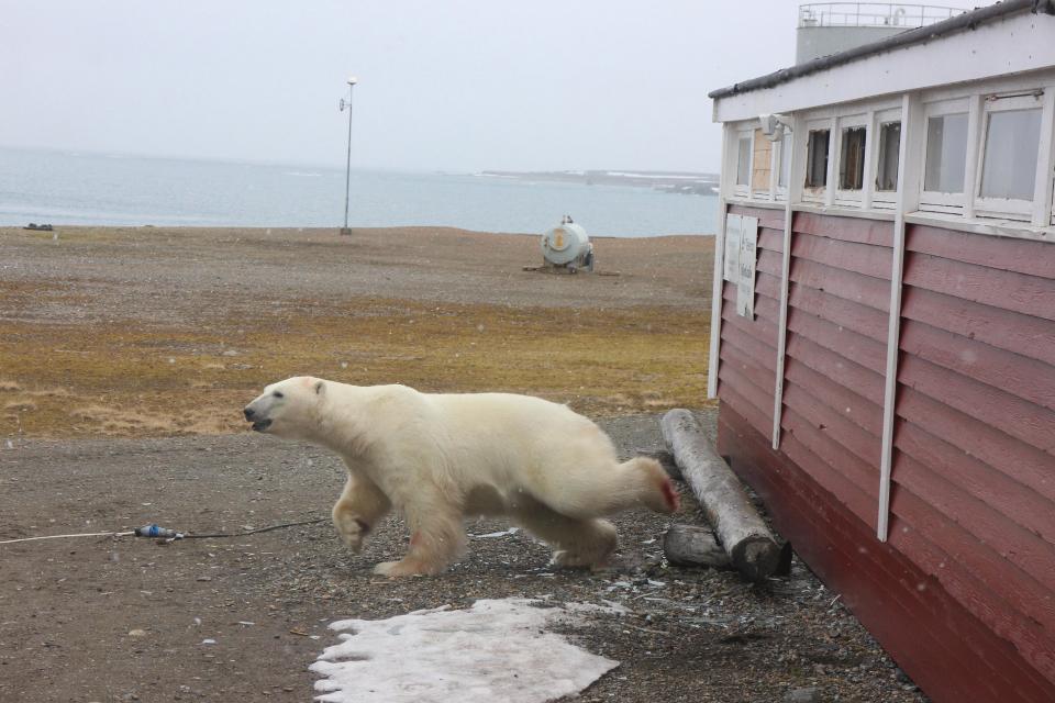 Полярный медведь наведался в подсобку гостиницы в Норвегии