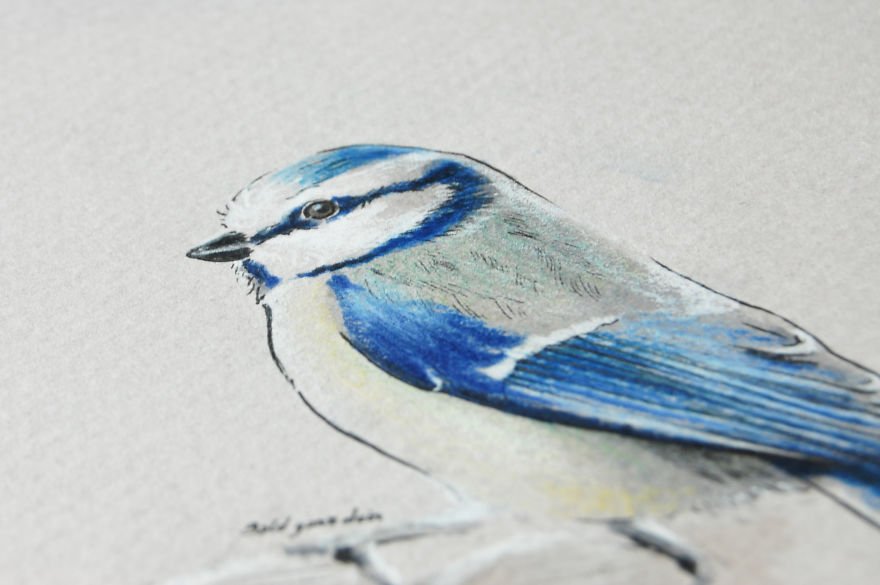Птицы на рисунках Симона Захгубера