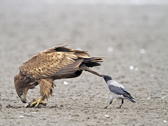 Вороны дергают за хвосты других животных