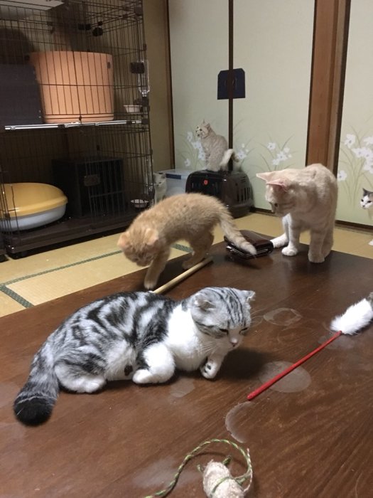 В небольшом японском отеле можно взять кота в аренду