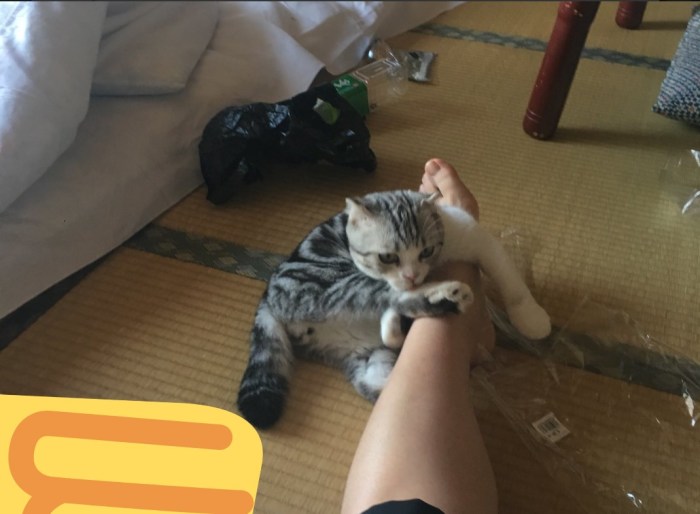 В небольшом японском отеле можно взять кота в аренду