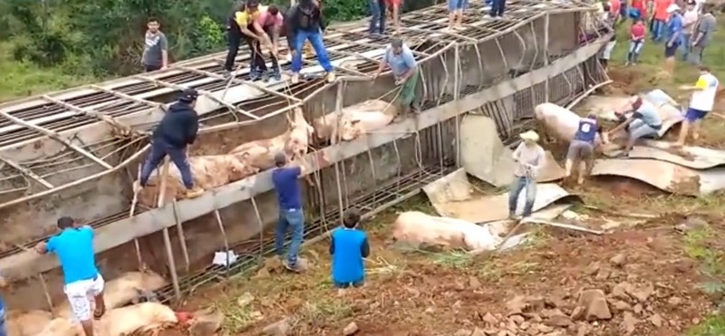 Грузовик со 120 свиньями перевернулся в Бразилии