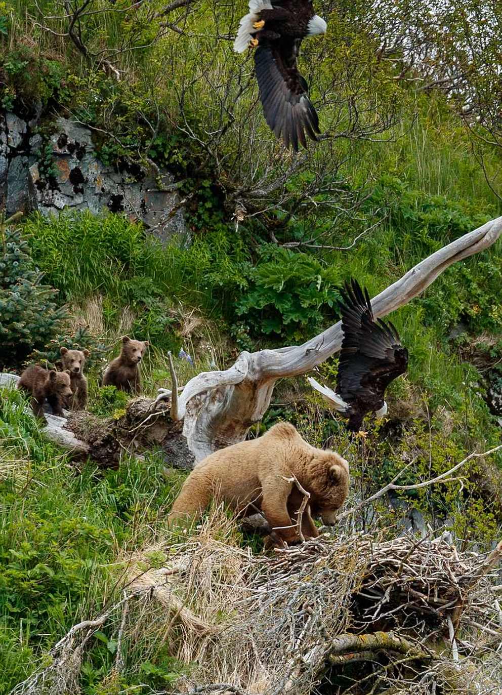Медведица с медвежатами напали на орлиное гнездо