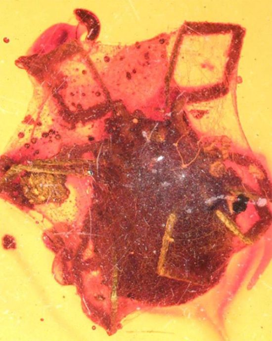 В янтаре обнаружили клеща, жившего около 99 миллионов лет назад