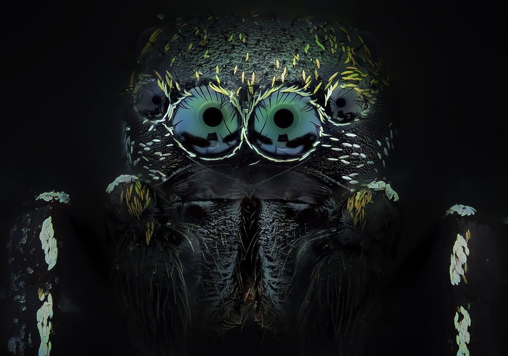 Макрофотографии насекомых от Хавьера Рупереса