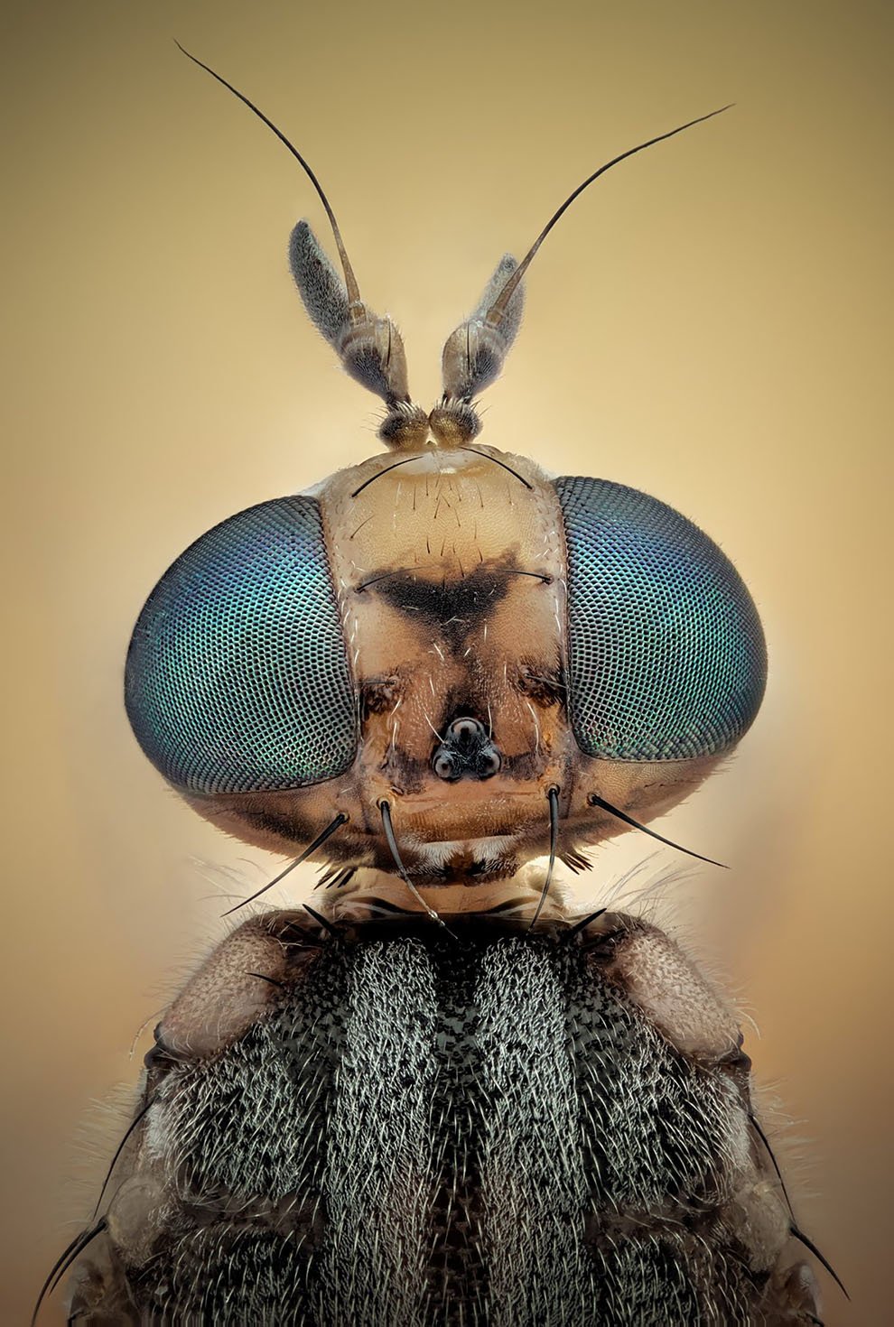 Макрофотографии насекомых от Хавьера Рупереса