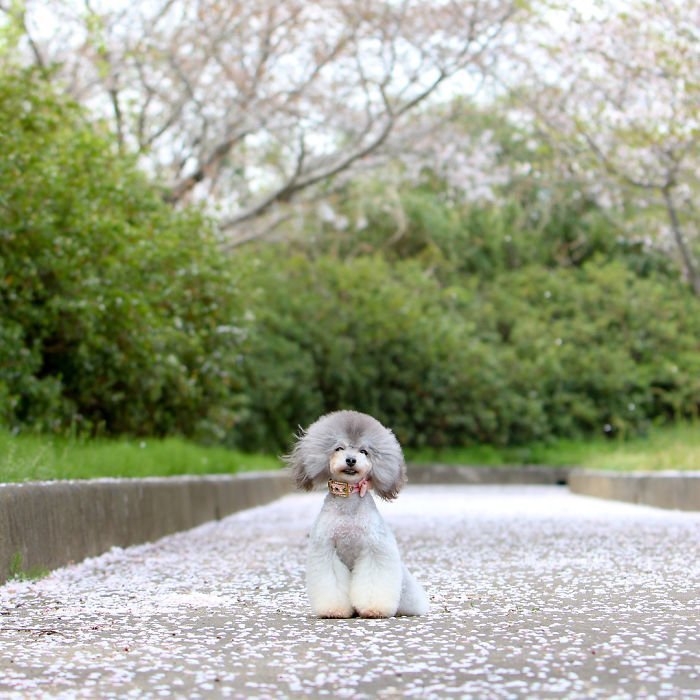 Очаровательные собачьи стрижки от умелого японского грумера