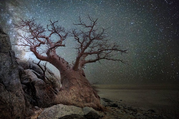 Древние деревья нашей планеты на снимках Бет Мун