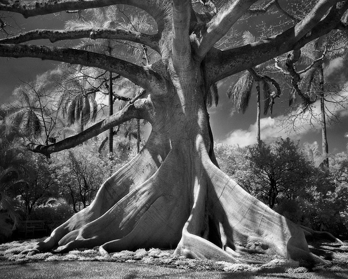 Древние деревья нашей планеты на снимках Бет Мун