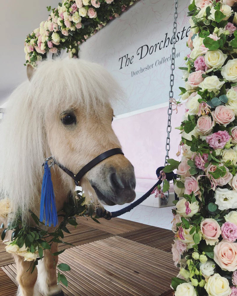 Двухлетний пони стал звездой Instagram