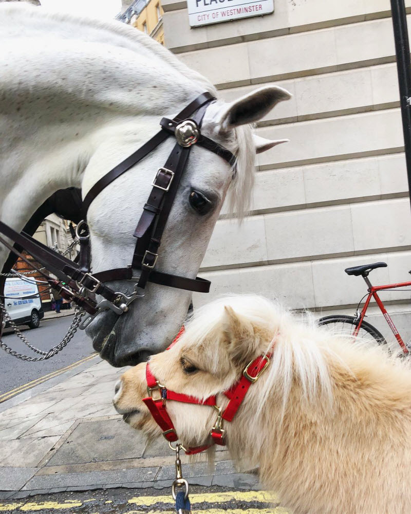 Двухлетний пони стал звездой Instagram