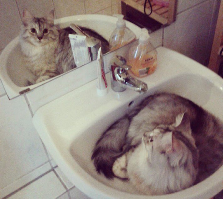 Кошки отдыхают в раковинах