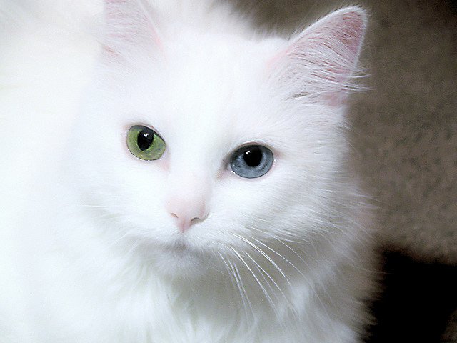 Милые кошки с нарушением пигментации глаз