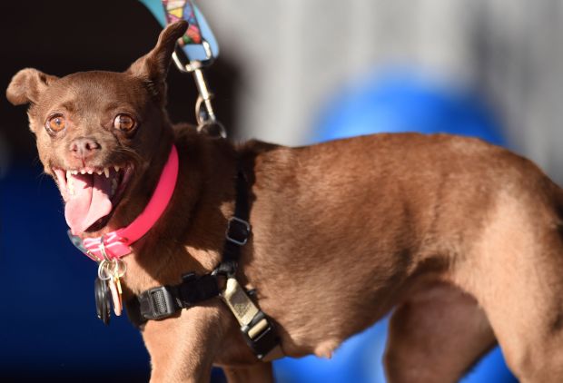 Самой уродливой собакой в мире в 2018 году стал английский бульдог