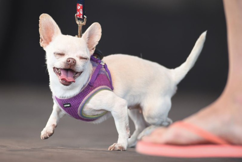Самой уродливой собакой в мире в 2018 году стал английский бульдог