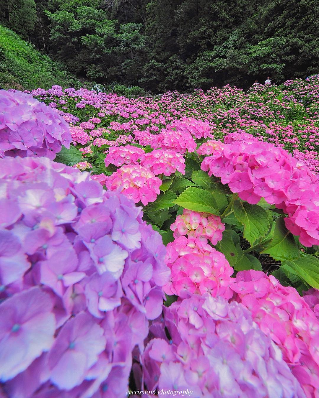 Сказочные фотографии цветов от Тацуя Курису