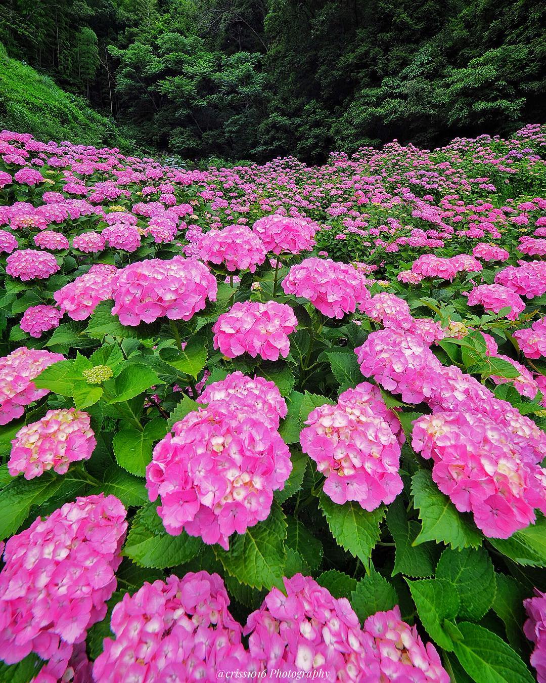 Сказочные фотографии цветов от Тацуя Курису