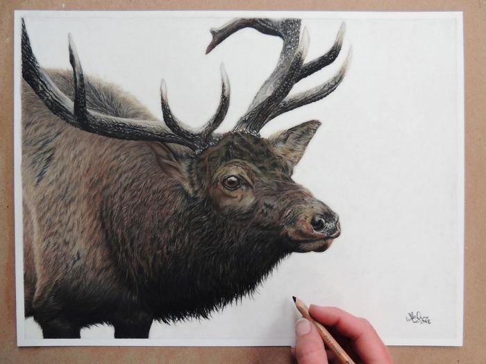 Гиперреалистичные карандашные рисунки животных