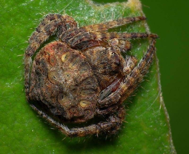 Охватывающие пауки Dolophones из Австралии