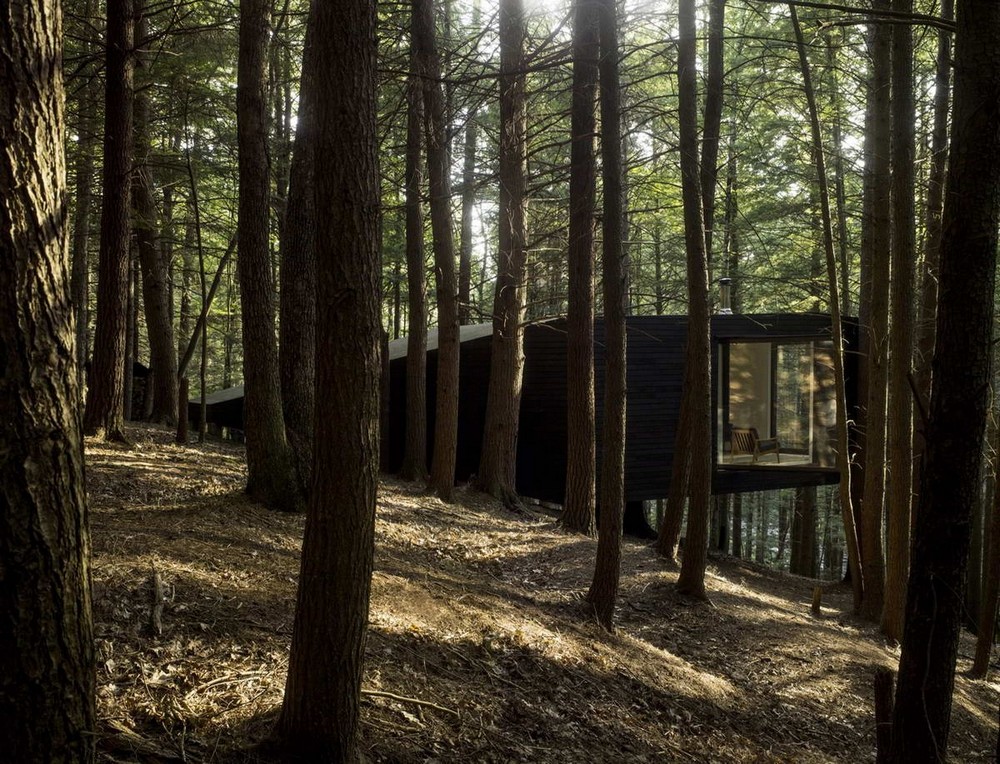 Лесной дом на дереве в США