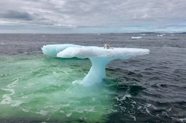 Находка рыбаков на льдине в открытом океане