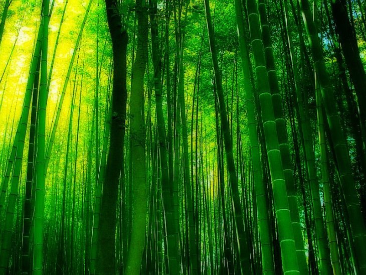 Прогулка по знаменитой бамбуковой роще в Киото