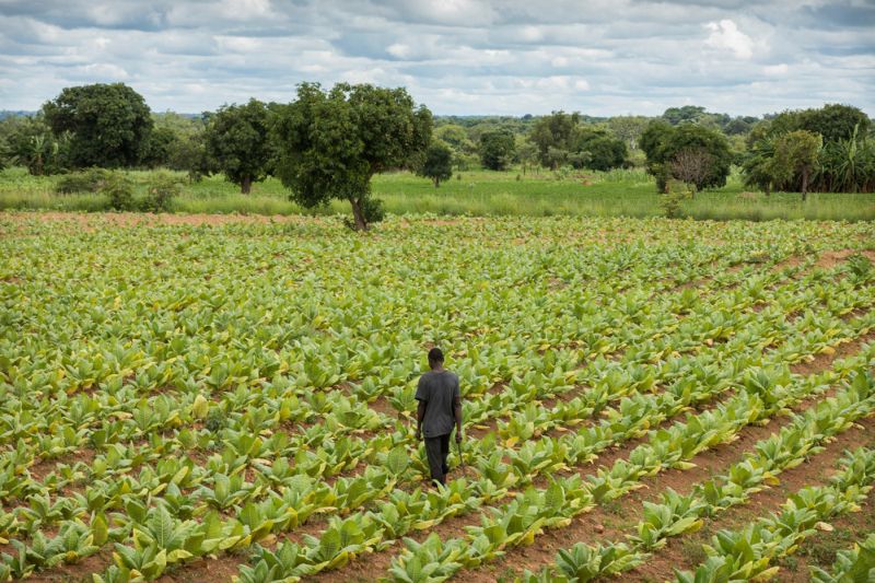 Табачные фермы в Малави, где пашут все