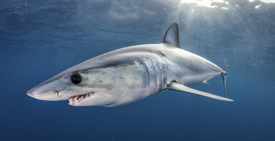 Интересные факты об акулах