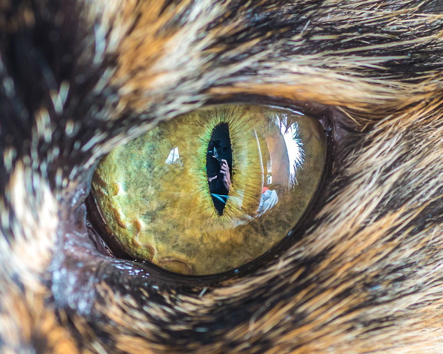 Серия фотографий кошачьих глаз Cat Eye