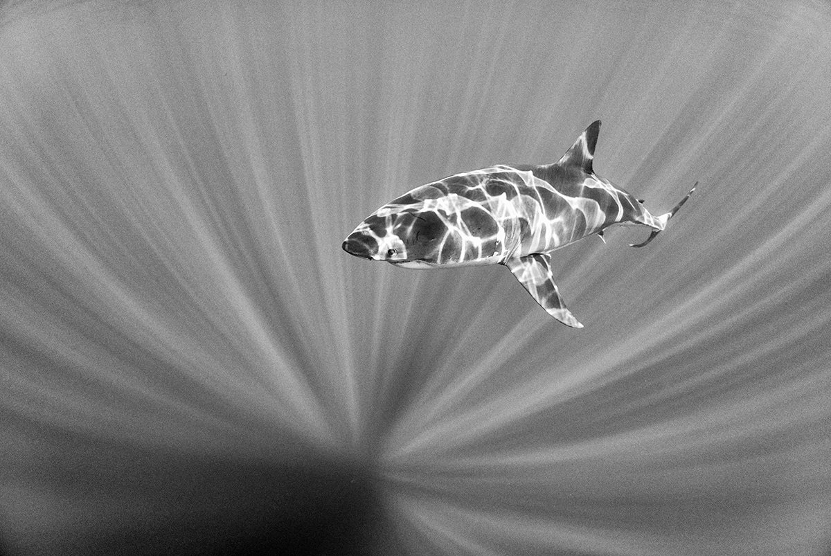 Красота подводного мира на чёрно-белых фотографиях