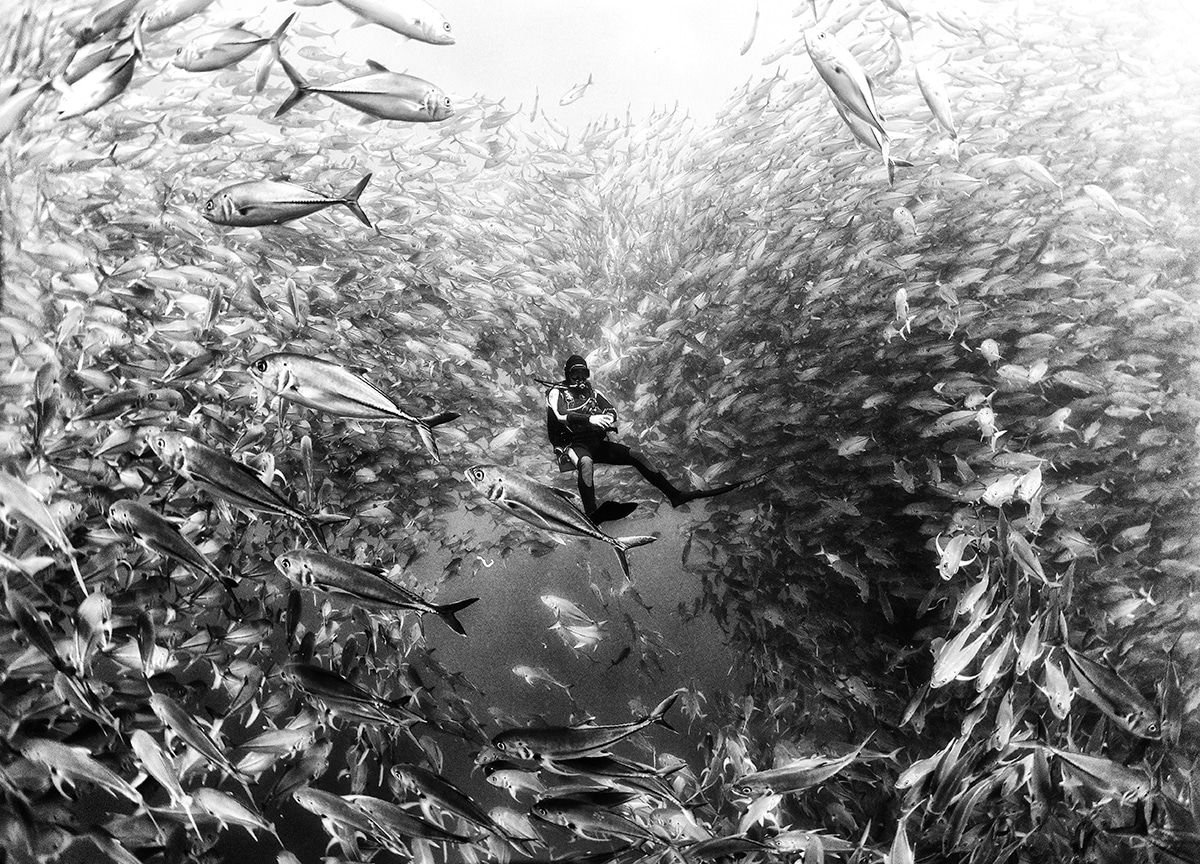 Красота подводного мира на чёрно-белых фотографиях