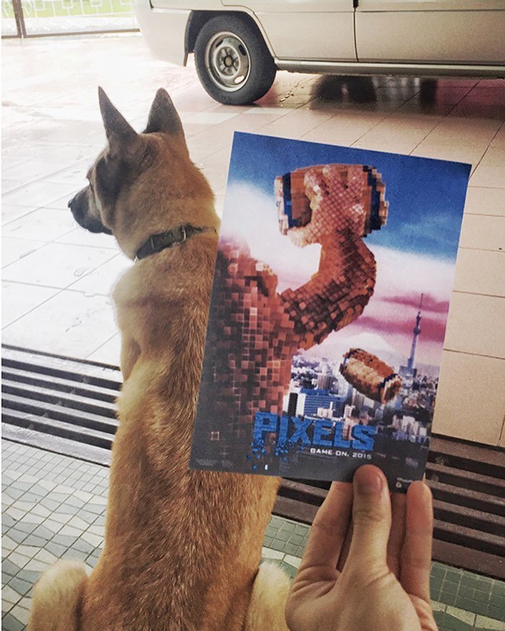 Постеры к фильмам с участием кошек и собак