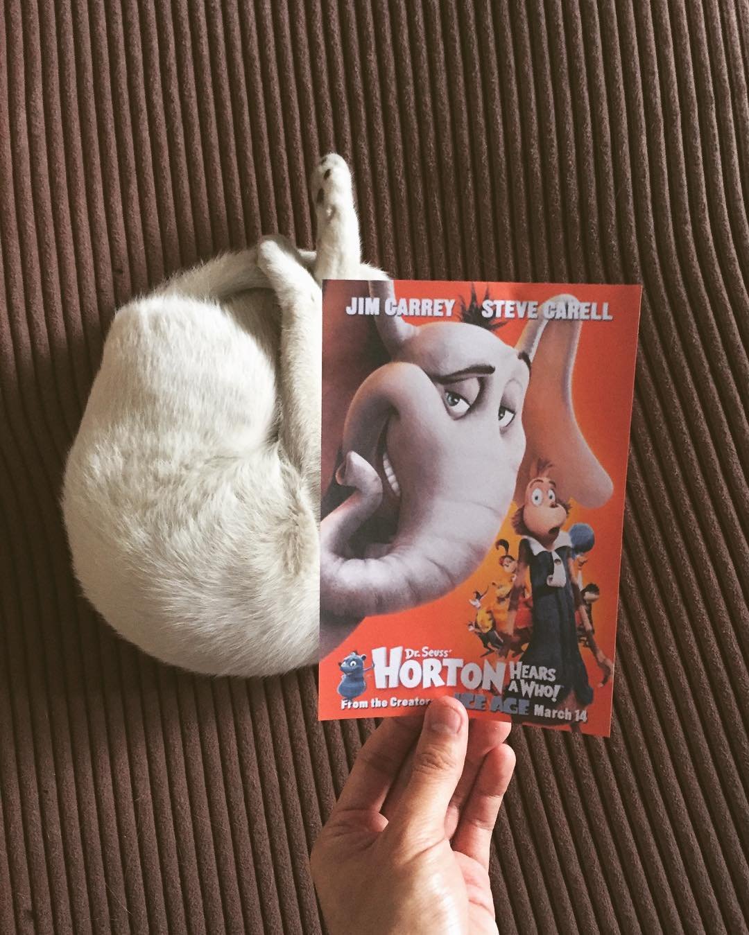 Постеры к фильмам с участием кошек и собак