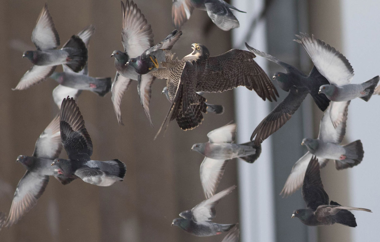 Фотографии птиц с конкурса Audubon Photography Awards 2018