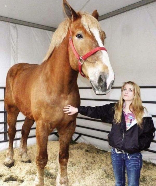Большой Джейк - самая высокая лошадь в мире