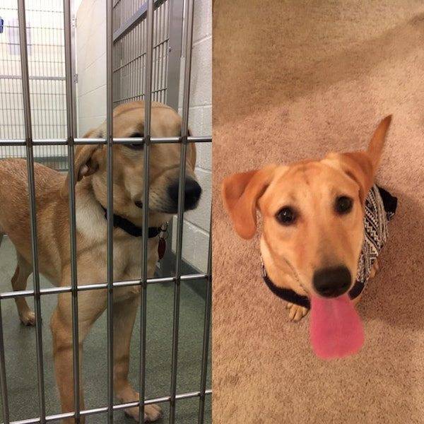 Животные, которых забрали из приюта: до и после